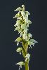 <em>Neotinea maculata</em>